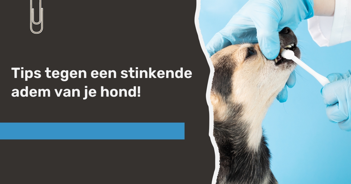 Mijn Hond stinkt uit zijn bek | Wat kan ik eraan doen?