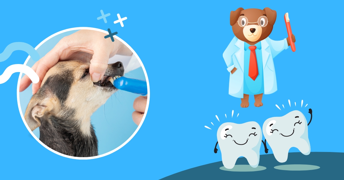 hond stinkt uit bek tandenpoetsen