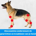 Glucosamine ondersteunt de gewrichten en kraakbeen van je hond