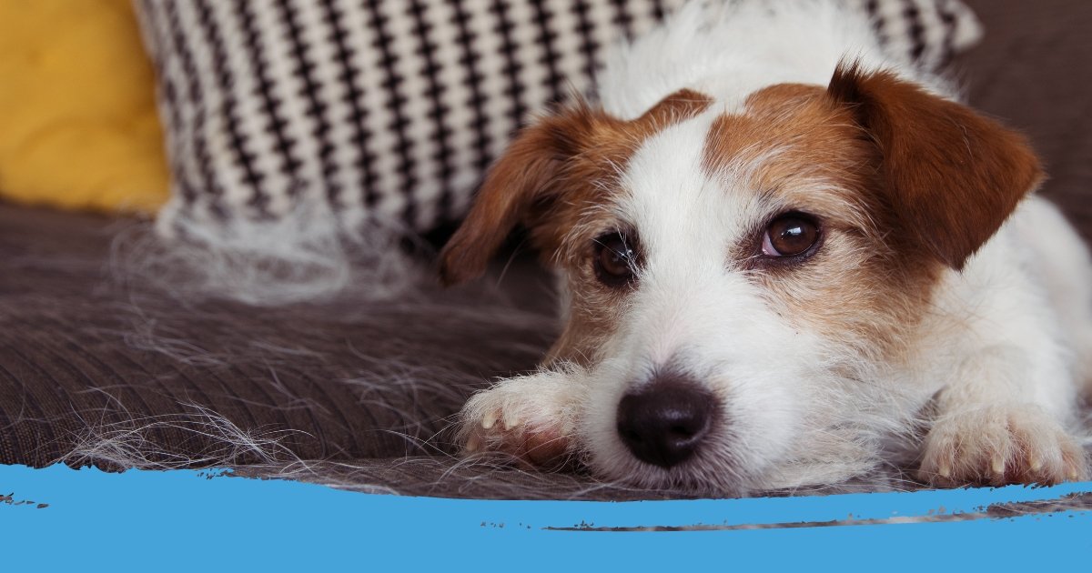 verharing hond verminderen