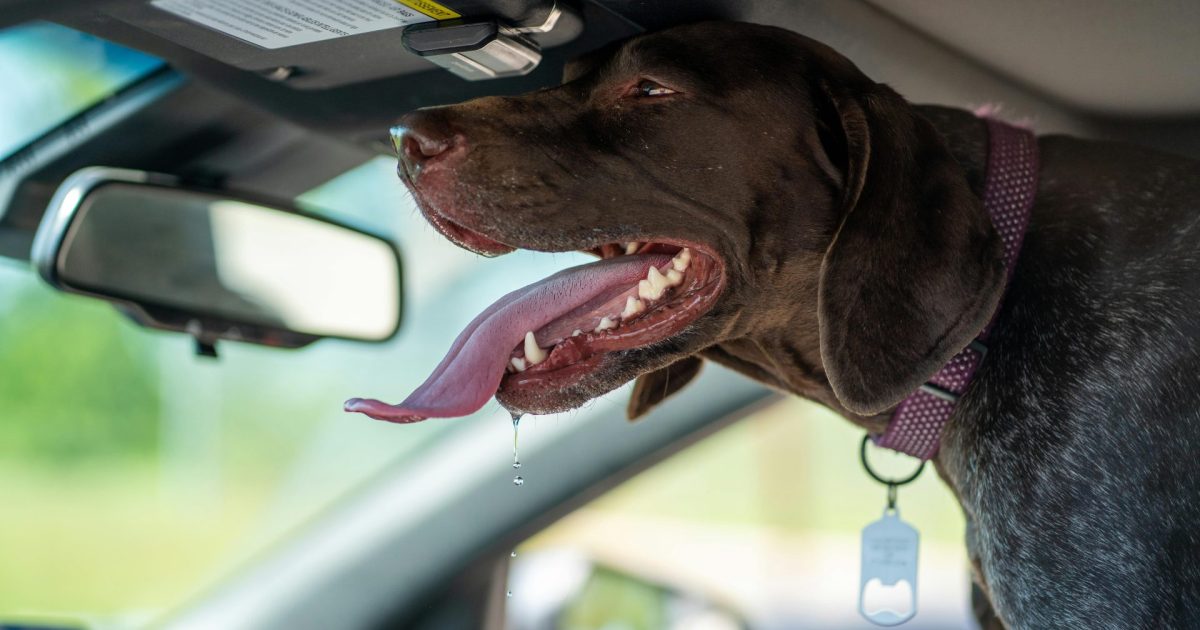 hond braakt reisziekte