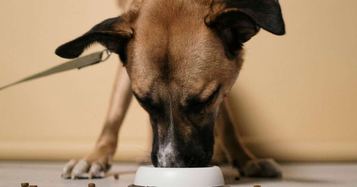 hond braakt te snel eten