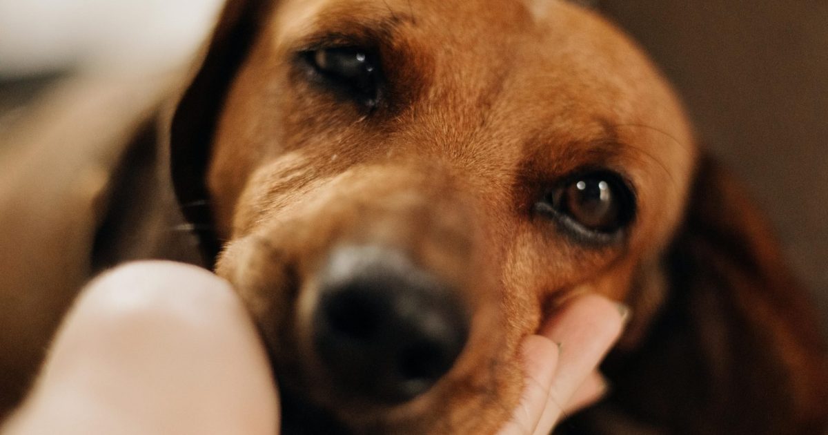 hond braakt zielig kijken