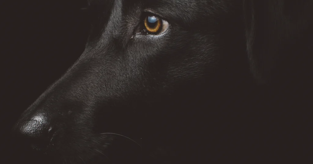 hond bang in het donker