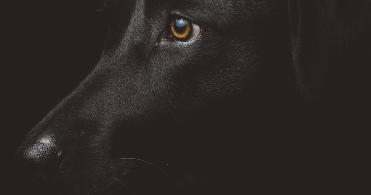 hond bang in het donker