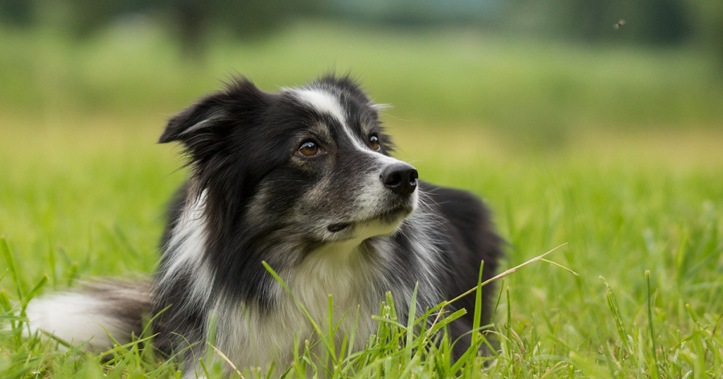 hond bang voor vliegen