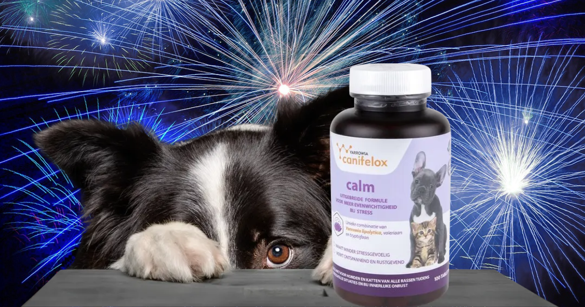 hond bang voor vuurwerk