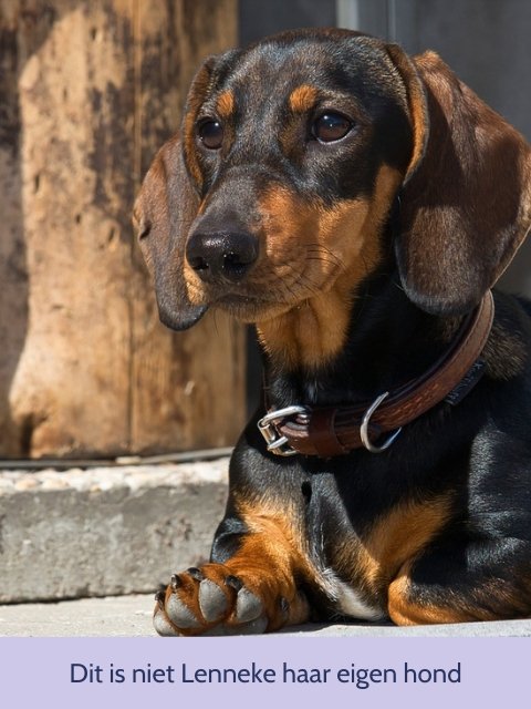 hond blaffen afleren