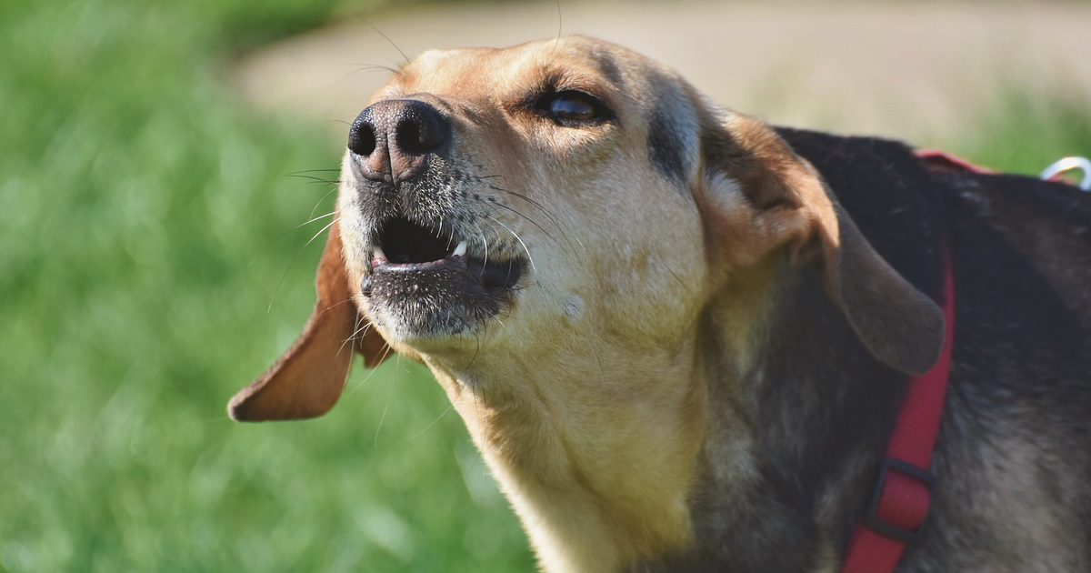 hond blaffen afleren
