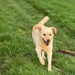 probiotica hond eet geen gras meer