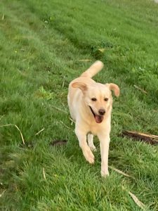 probiotica hond eet geen gras meer