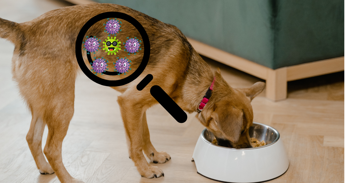 hond tot rusten brengen