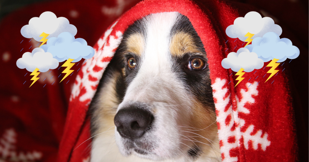 hond bang voor onweer