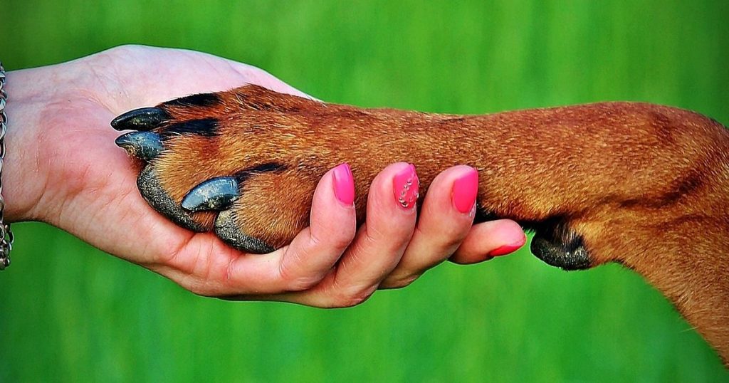 hond eet gras en likt aan poten