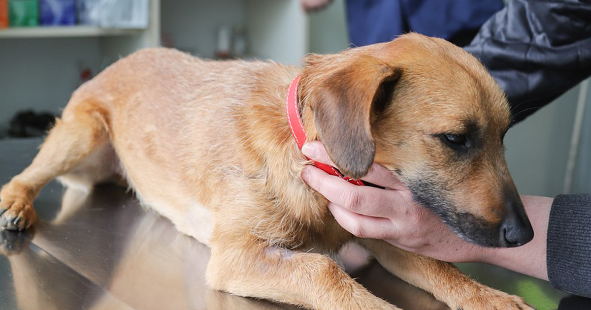 immuunsysteem hond versterken medicatie