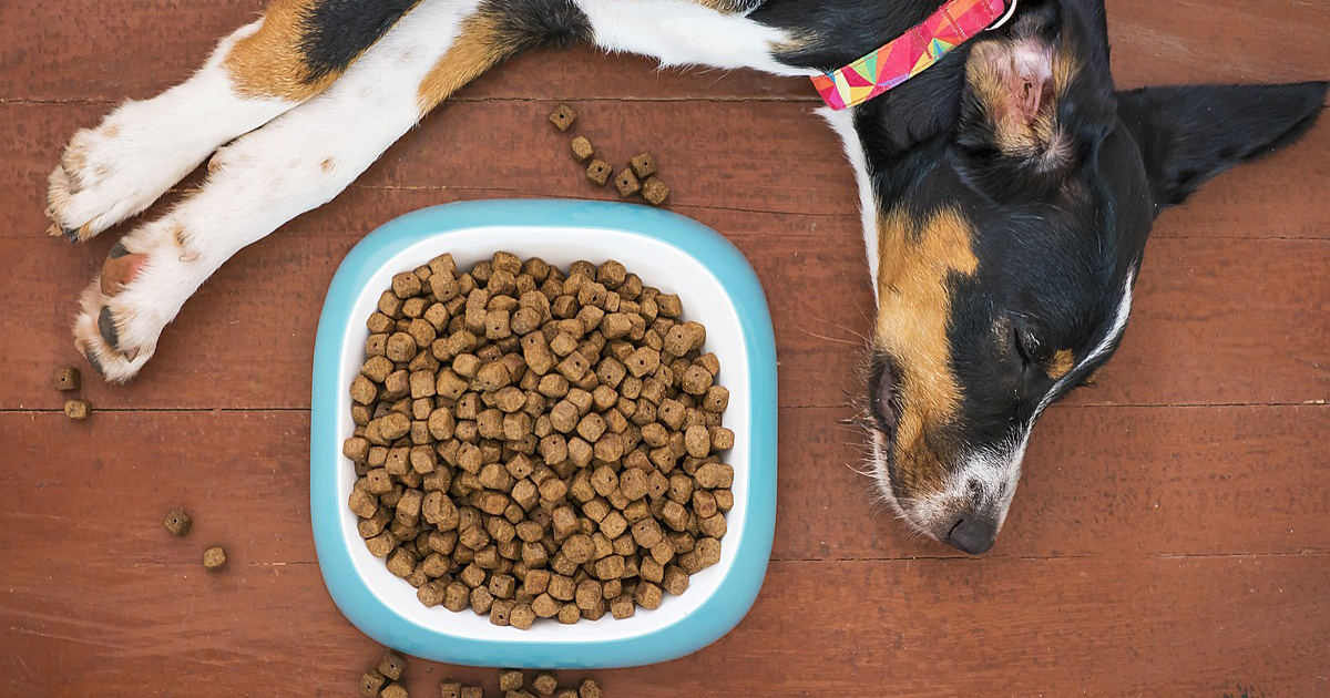 immuunsysteem hond versterken voer