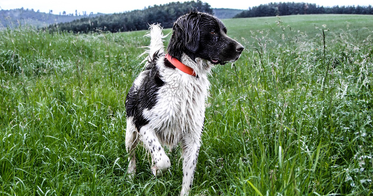 immuunsysteem hond versterken weer