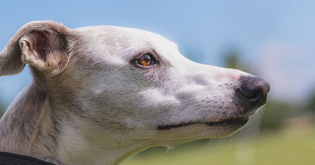 immuunsysteem hond versterken