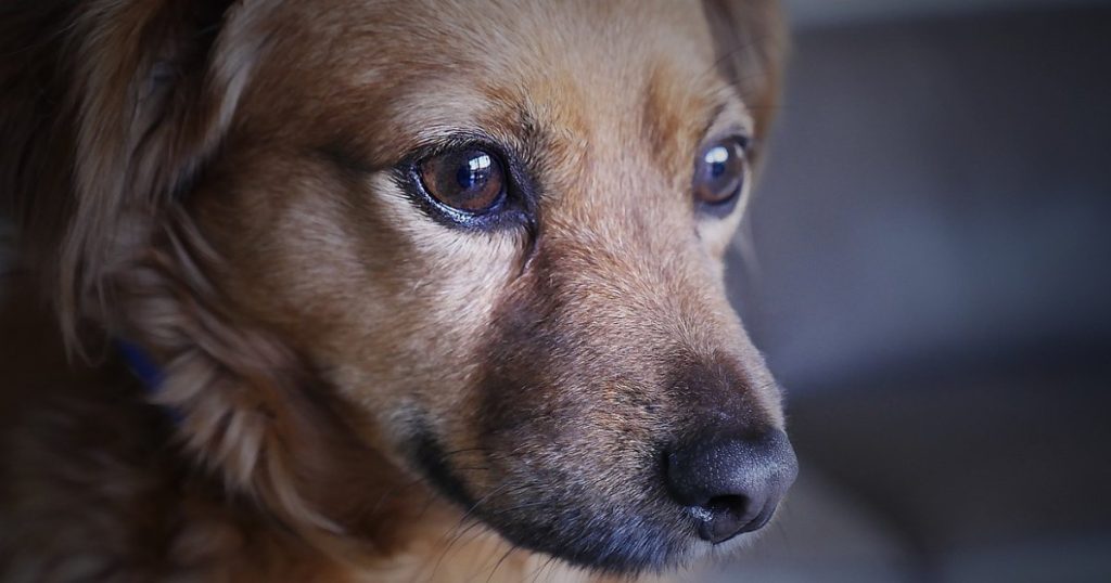 verlatingsangst hond