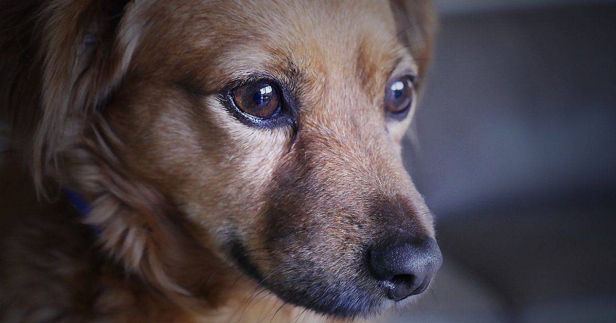 verlatingsangst hond