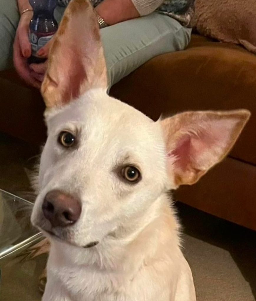 d55aa2ad-4a2b-4203-94f4-187871a0908c