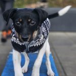 hond klaas visser review canifelox gastro