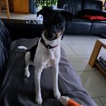 hond klaas visser review canifelox gastro (2)