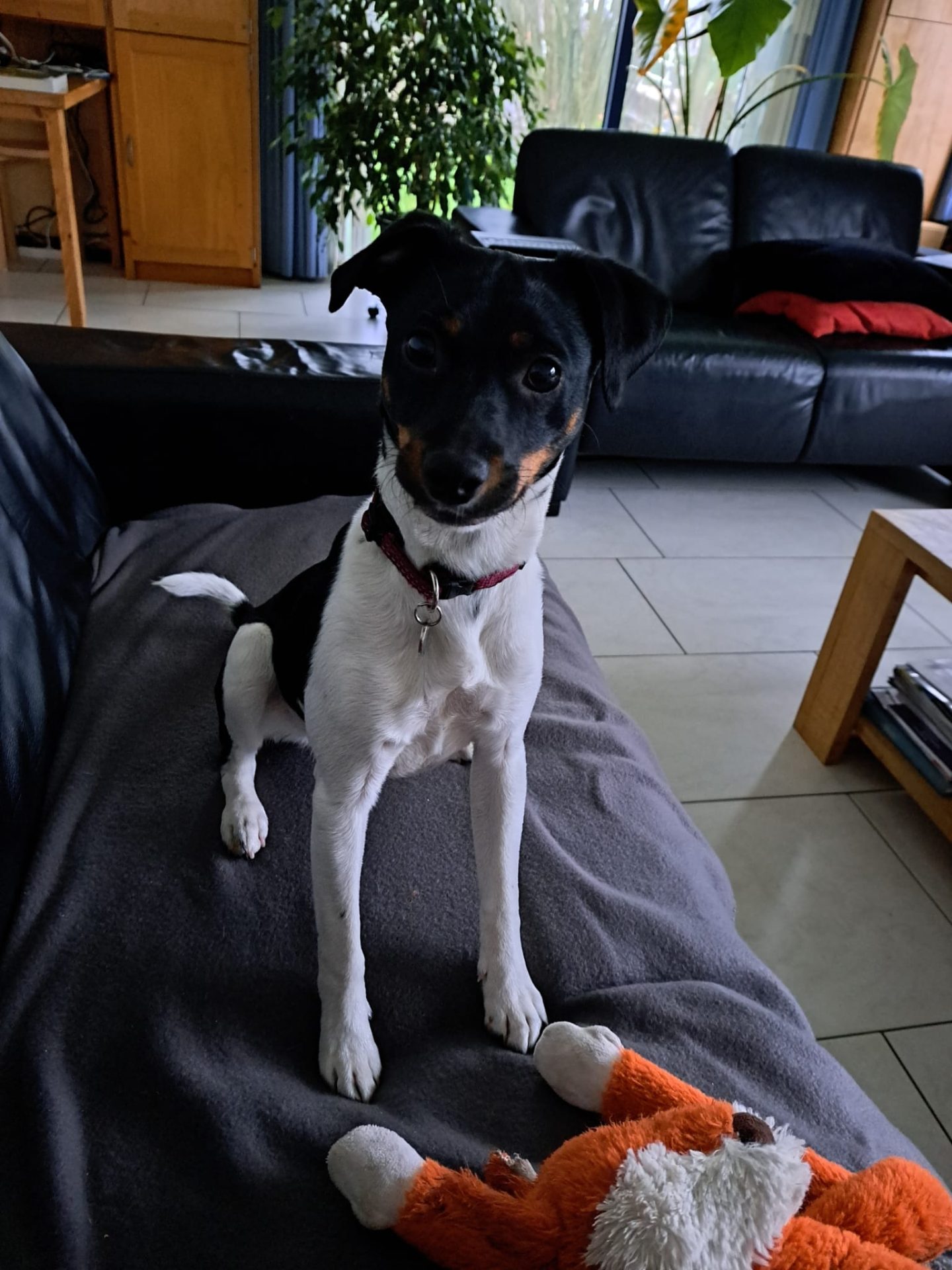 hond klaas visser review canifelox gastro (2)