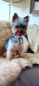 hond loeka wilma 1 glucosamine