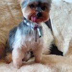 hond loeka wilma 1 glucosamine