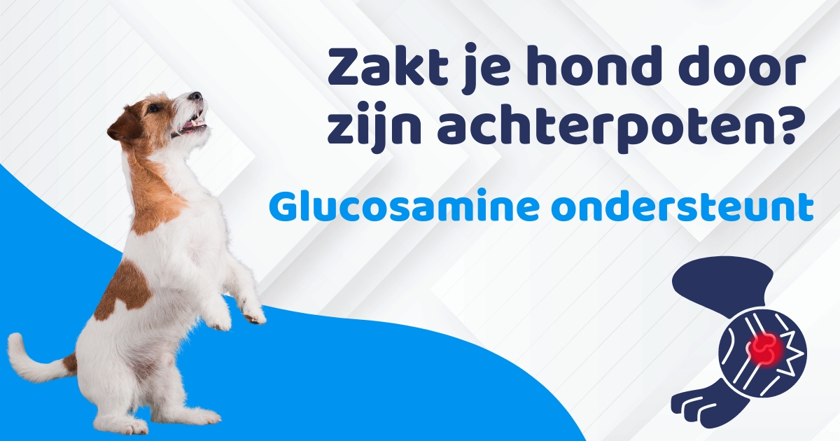 hond zakt door achterpoten