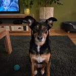 hond bang voor vuurwerk