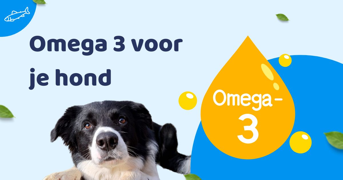omega 3 voor honden
