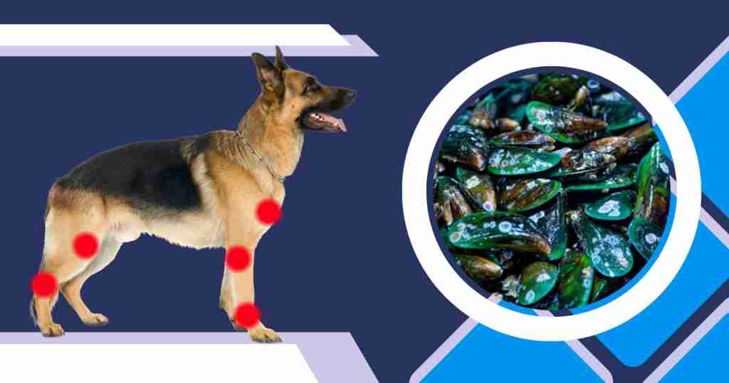 groenlipmossel voor honden