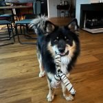 hond ciba van gejo van der burg