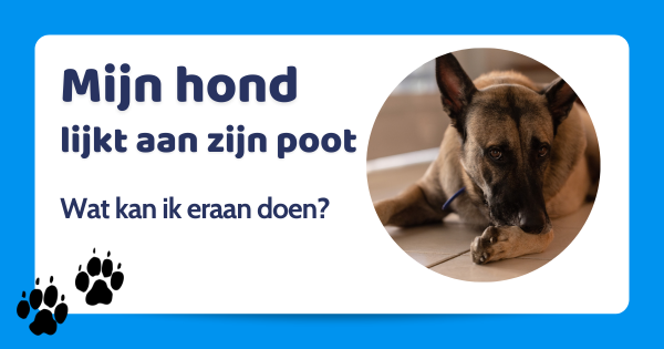 Hond likt aan poot | dit zijn effectieve tips 🐾