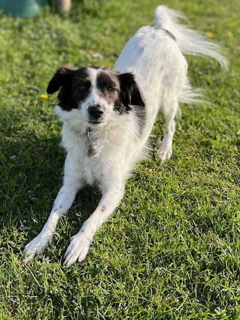 hond bang voor vuurwerk