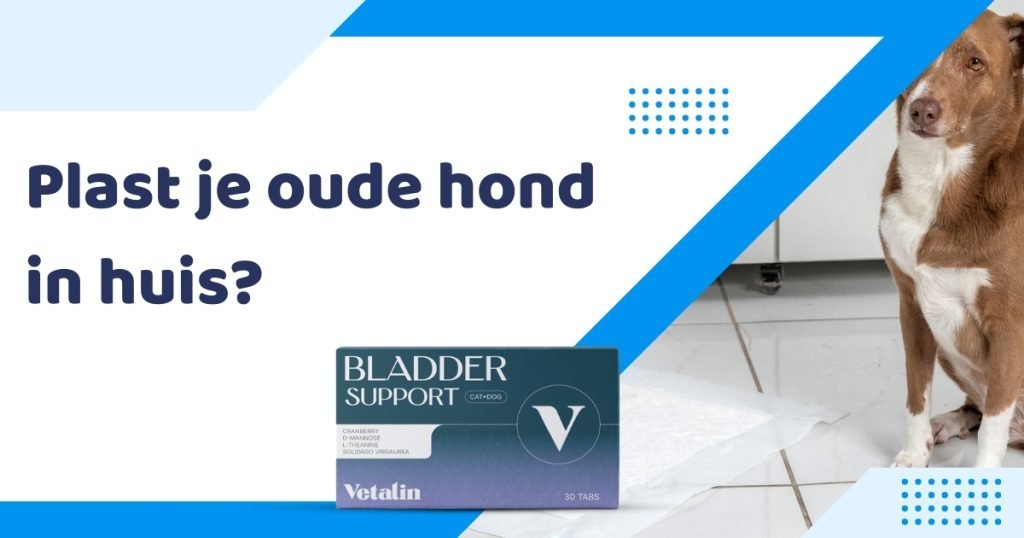 oude hond drinkt veel en plast in huis