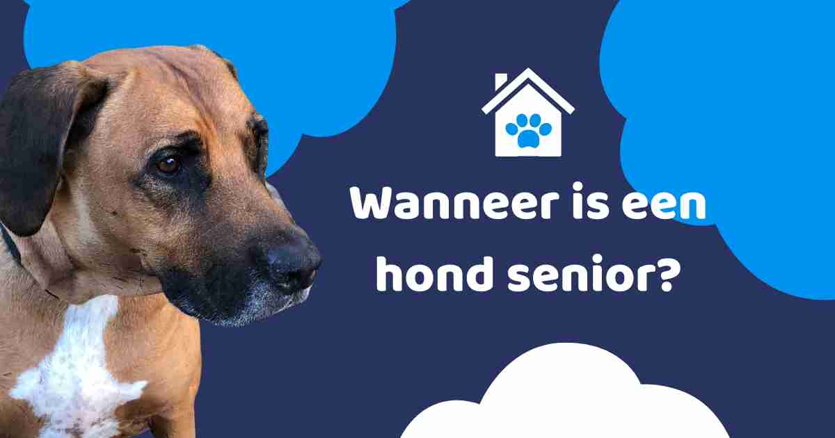 wanneer is een hond senior