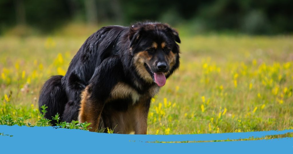 Hond moeite met poepen