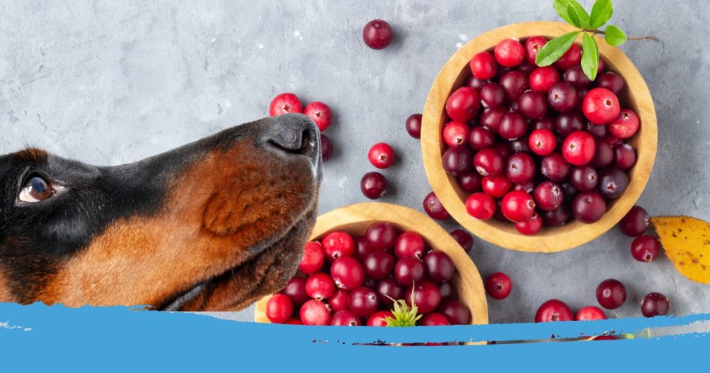 cranberry voor honden