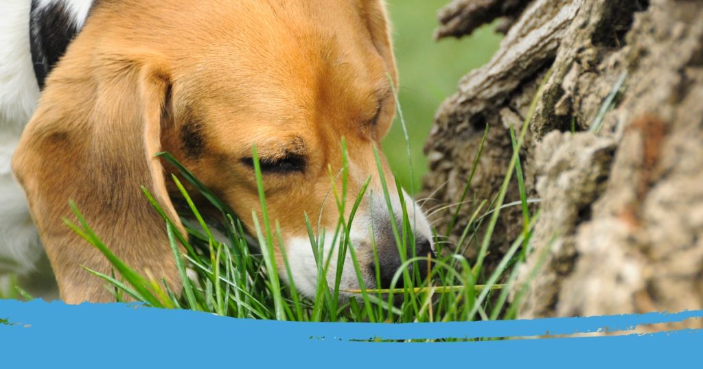 Hond gras eten stress