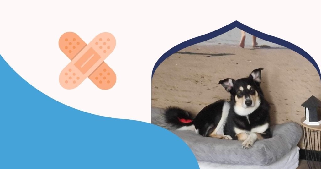 hond gebeten door andere hond trauma