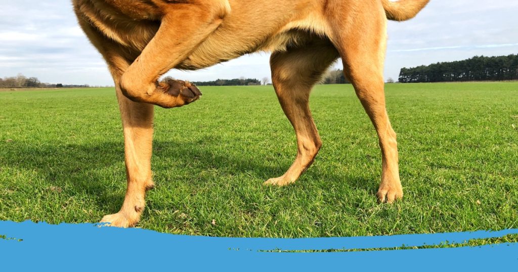 hond loopt mank met voorpoot