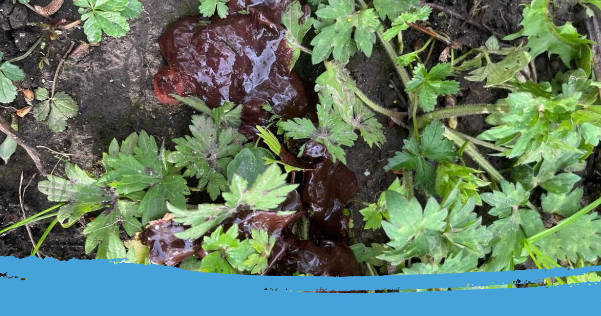 laatste beetje ontlasting hond dun