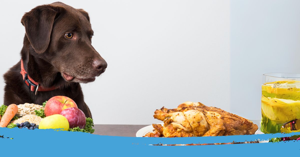 wat mag een hond niet eten