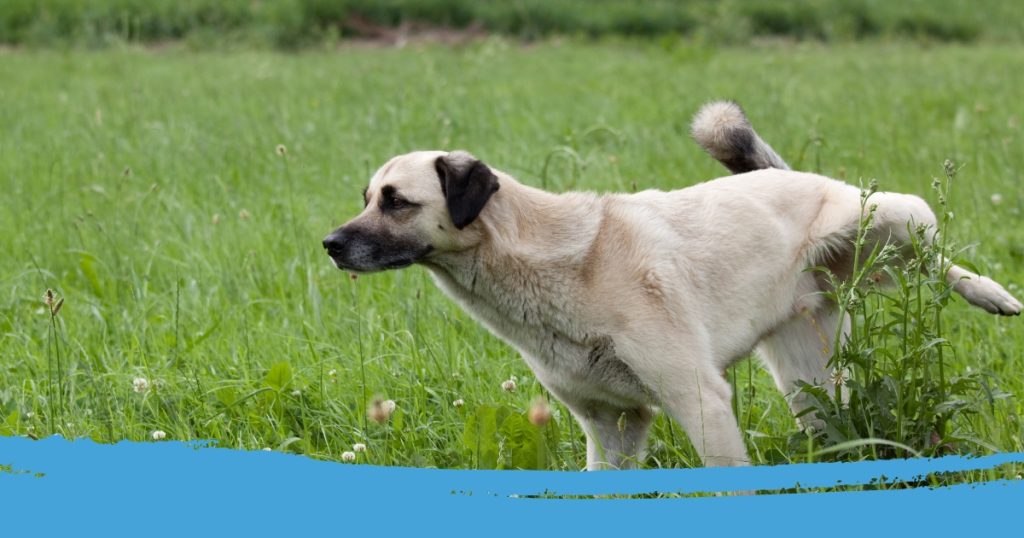 Blaasontsteking hond