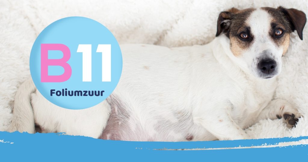 foliumzuur hond
