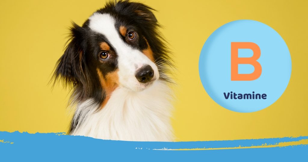 vitamine b tekort hond symptomen