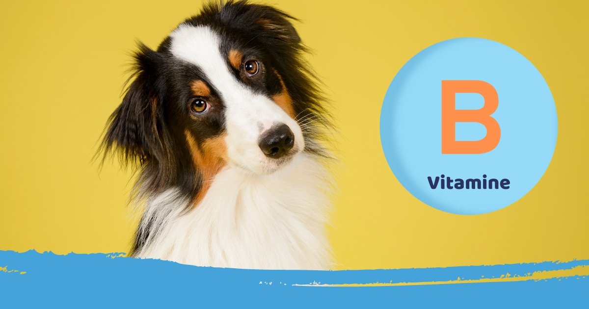 vitamine b tekort hond symptomen